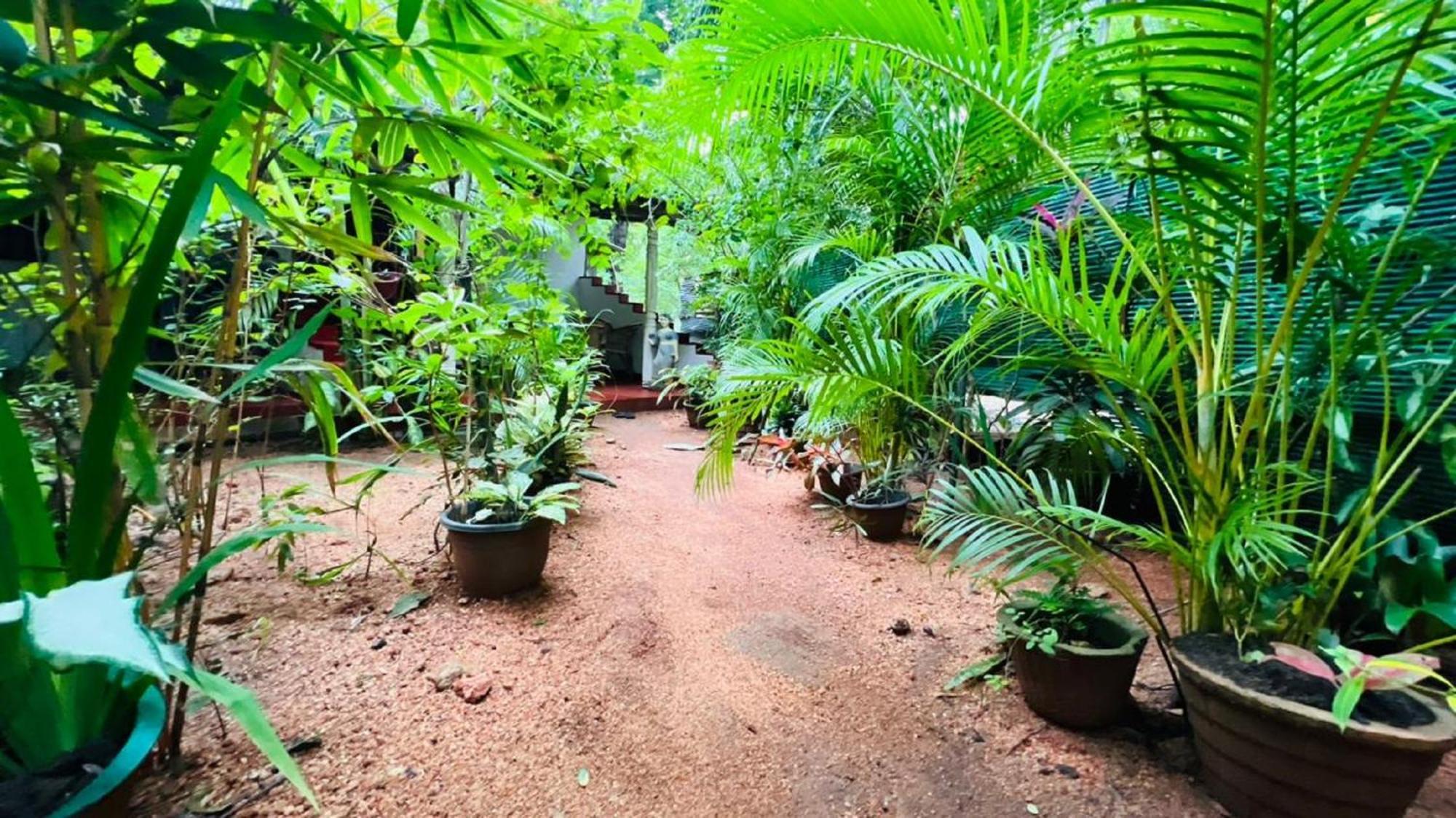 Sigiriya K P Family Home Stay Dış mekan fotoğraf