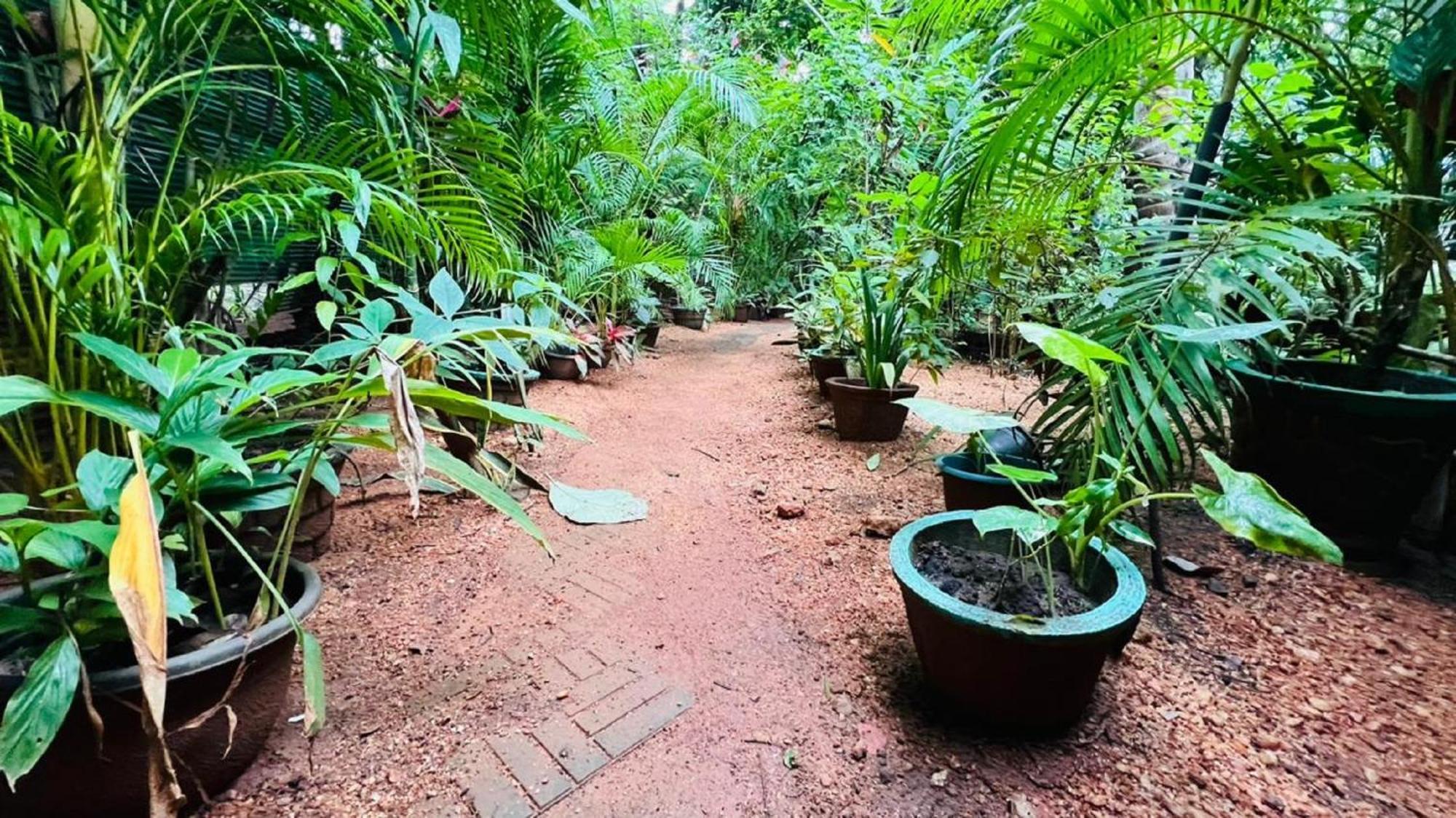 Sigiriya K P Family Home Stay Dış mekan fotoğraf
