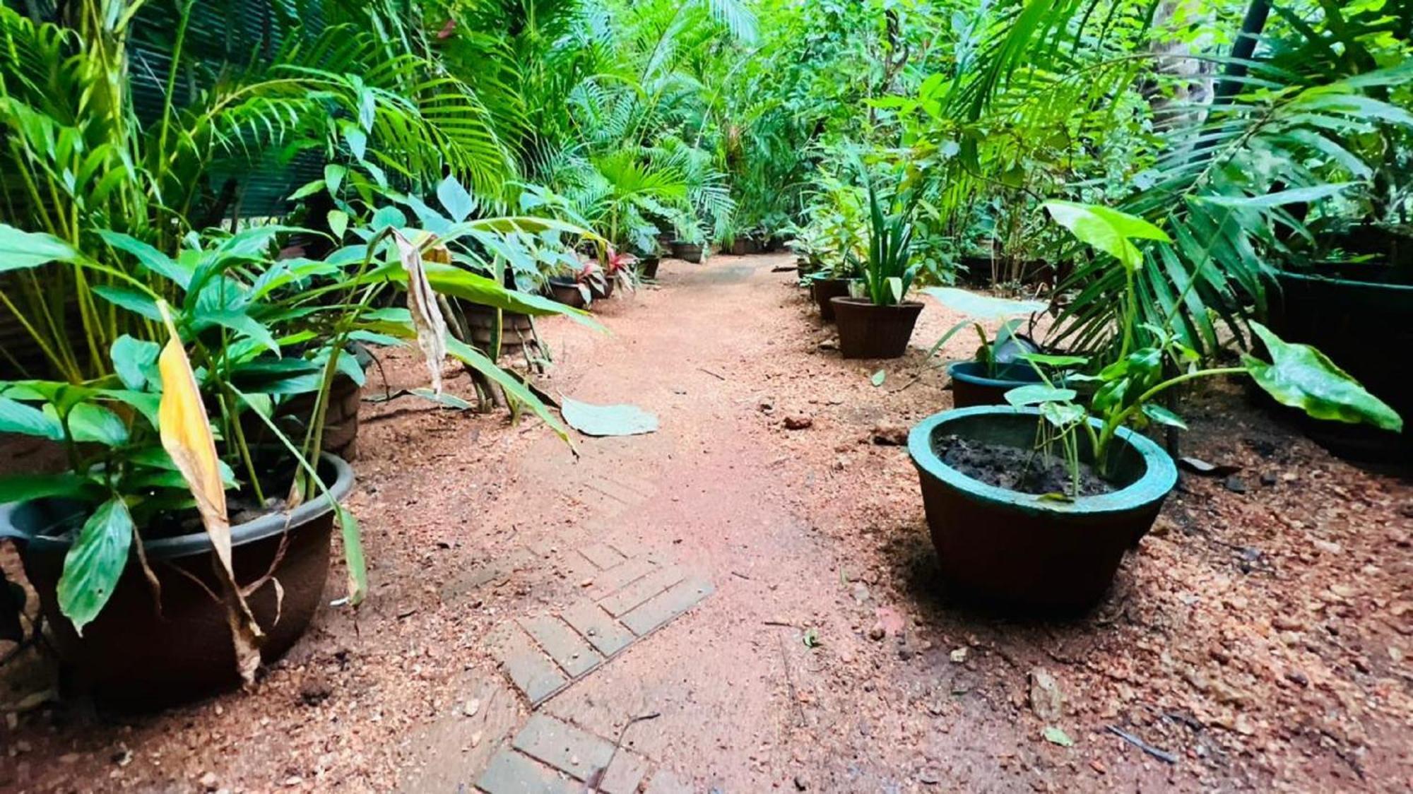 Sigiriya K P Family Home Stay Dış mekan fotoğraf